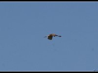 2012-06-19 021-border  Roofvogel
